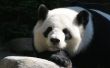 Panda projecten voor 3e leerjaar