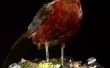 Hoe maak je een kooi voor fazanten