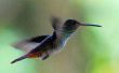 Hoe te trekken kolibries aan een werf