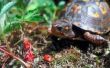 Hoe Trim een doosschildpad snavel