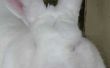 Hoe maak je een konijn met katoenen ballen