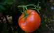 De beste tijd van dag te planten tomaten