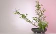 Hoe te doen met het regelen van de Japanse bloem: Ikebana