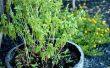 Hoe een basilicum Plant snoeien