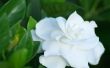 How to Make Gardenias bloeien allemaal jaar