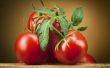 How to Grow Tomaten van betere jongen