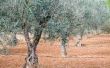 Moet olijfbomen Kruis bestuiving?