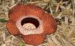Rafflesia bloem feiten