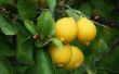 Wanneer om een citroen-boom te planten?