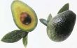 Toen de dwerg Wurtz Avocado vruchten zal afwerpen?