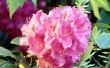Kleuren van Rhododendron