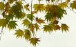 Waarom begint een esdoorn draaien kleur & verliest zijn bladeren in begin augustus?