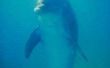 Hoe gebruik dolfijnen Sonar?