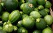 How to Grow courgette in potten