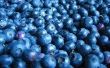 Hoe te Blueberry struiken planten in potten