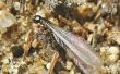 How to Get Rid van grond termieten