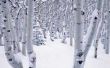 Mijn berkenbomen zijn gebogen van het gewicht van de sneeuw