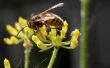 Toepassingen voor zuivere bijenwas