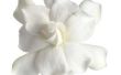 Help voor een Gardenia met vorstschade