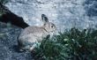 How to Raise Wild Bunny konijnen