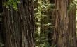 Zones voor Redwoods