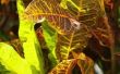 Kamerplanten met bonte bladeren