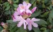 Wanneer kan ik een Rhododendron Trim