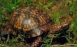 Hoe herken ik de leeftijd van een Land doosschildpad