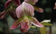 Orchideebloemen & hun namen