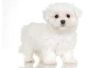 How to Take Care van een Pekingese Maltese Mix pup