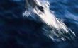 Hoe de dolfijnen in hun natuurlijke Habitat overleven?