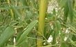 Bamboe boom informatie