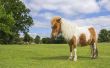 Wat Is de ziekte van Cushing bij paarden?