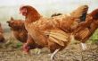 Hoeveel geld maakt de gemiddelde kip boer?