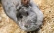 How to Take Care van dwerg konijnen