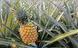 Wat Is de voedingswaarde van ananas?