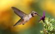 Wanneer kan ik opgemaakt een Hummingbird Feeder in Austin, Texas