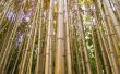 Hoe maak je een waterval van de Bamboo