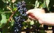 Hoe om te groeien wijnstokken in Alabama
