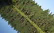 Florida Pine Tree rassen