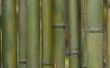 Hoe zand bamboe palen
