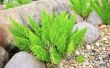 How to Grow asperges Fern