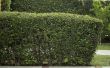 Hoe Plant een Buxus Hedge