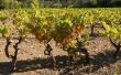 How to Grow wijndruiven in Virginia