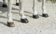 Hoe de behandeling van een paard kootgewricht als gewond