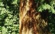 Red Cedar en termieten