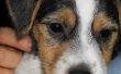 Hoe te voeden een Jack Russell Terriër pup