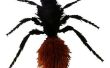 Zijn fluwelen mieren gevaarlijk voor de mens?