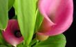 Wat bloem gaat Best met Calla lelies?