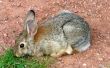 Hoe de behandeling van urineweginfecties bij konijnen